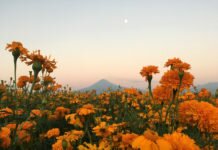 View of cempasuchil (Mexican marigold) cultivation fields with the Popoctepetl volcano in the background, near Cholula, in Puebla state, Mexico, on October 26, 2018. - The Cempasuchil flower is used in Mexico to celebrate the Day of the Dead by making paths of petals to guide souls to altars set up for them to enjoy the pleasures they had in life.